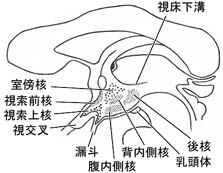 anatomy16b-3-8.jpg (16650 バイト)