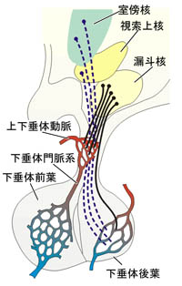 anatomy16b-3-9.jpg (23051 バイト)