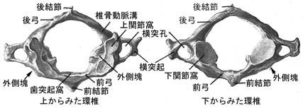 anatomy1b-3.jpg (19224 バイト)