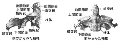 anatomy1b-4.jpg (16353 バイト)