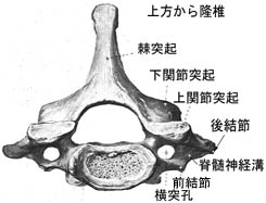 anatomy1b-5.jpg (14862 バイト)