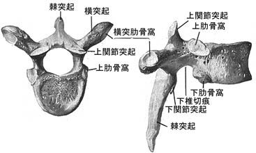 anatomy1b-6.jpg (18720 バイト)