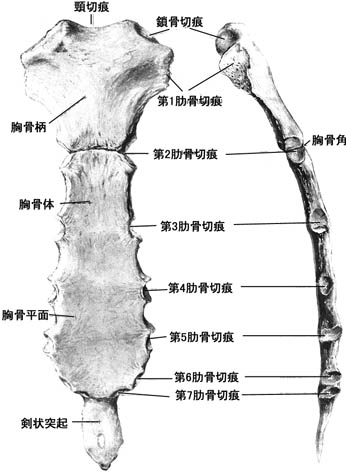 anatomy1b1-5.jpg (31179 バイト)