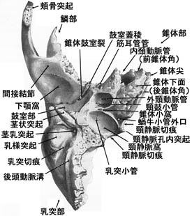 anatomy1b2-11.jpg (31482 バイト)