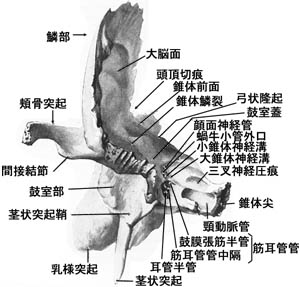 anatomy1b2-12.jpg (28434 バイト)