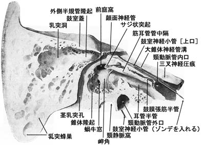 anatomy1b2-12a.jpg (35555 バイト)