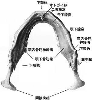 anatomy1b2-18.jpg (22767 バイト)