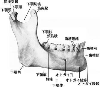 anatomy1b2-19.jpg (20785 バイト)