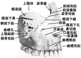 anatomy1b2-22.jpg (21516 バイト)