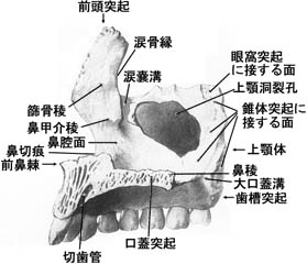 anatomy1b2-23.jpg (21562 バイト)