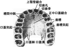 anatomy1b2-24.jpg (17328 バイト)