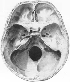 anatomy1b3-5.jpg (18342 バイト)