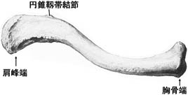 anatomy1c1-1.jpg (7791 バイト)