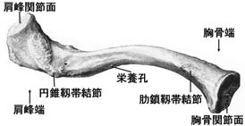 anatomy1c1-2.jpg (11810 バイト)