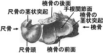 anatomy1c2-0-2.jpg (11784 バイト)