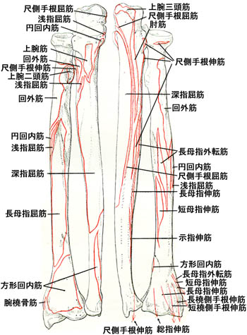 anatomy1c2-0-3.jpg (55627 バイト)