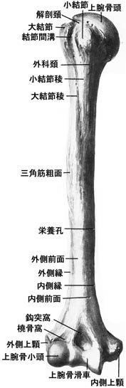 anatomy1c2-1.jpg (21386 バイト)