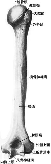 anatomy1c2-2.jpg (15881 バイト)