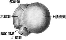 anatomy1c2-3.jpg (9793 バイト)