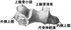 anatomy1c2-5.jpg (8862 バイト)