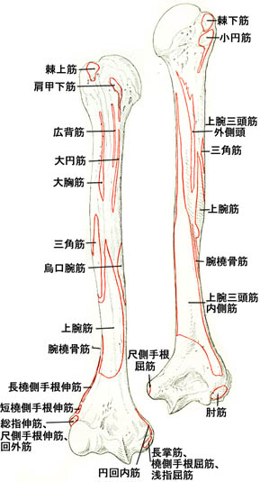 anatomy1c2-6.jpg (39980 バイト)