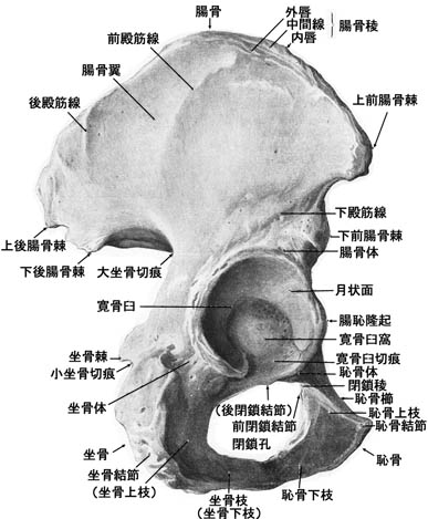anatomy1c3-1-1.jpg (42457 バイト)