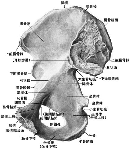 anatomy1c3-1-2.jpg (47811 バイト)