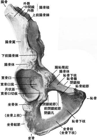 anatomy1c3-1-3.jpg (33687 バイト)