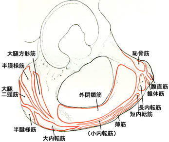 anatomy1c3-1-5.jpg (28746 バイト)
