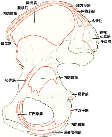 anatomy1c3-1-6.jpg (38695 バイト)