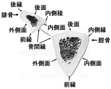 anatomy1c4-3-1.jpg (12848 バイト)