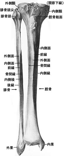 anatomy1c4-3-2.jpg (21678 バイト)