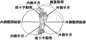 anatomy1c4-3-5.jpg (12162 バイト)