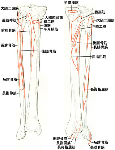 anatomy1c4-3-7.jpg (38914 バイト)
