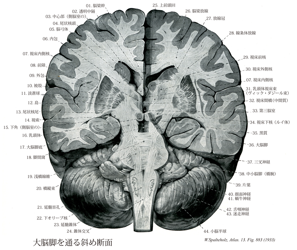 部 脳 梁 膨大 右脳と左脳、役割の違いと脳梁（脳の仕組み２）