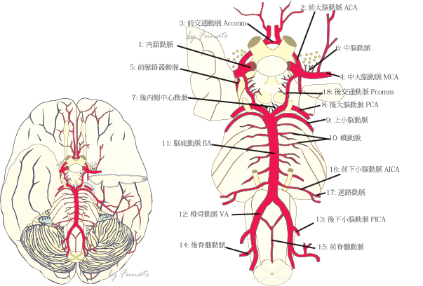 EPA血管は全てを繋げる臓器！血管と脳のための【新世代オメガ3 サプリ】