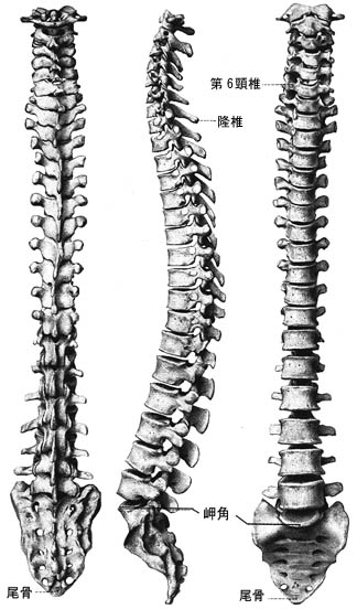 一） Columna vertebralis（脊柱）Vertebral column
