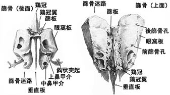 anatomy1b2-3.jpg (21197 バイト)