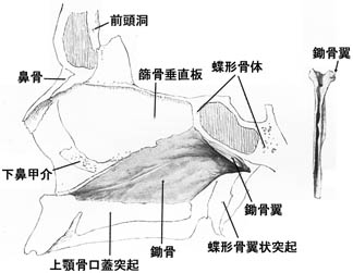anatomy1b2-31.jpg (19768 バイト)