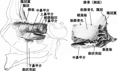 anatomy1b2-4.jpg (25947 バイト)