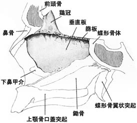 anatomy1b2-5.jpg (18697 バイト)