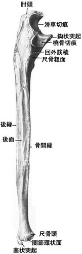 anatomy1c2-3-2.jpg (13719 バイト)