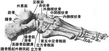 anatomy1c4-5-10.jpg (18841 バイト)