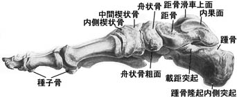 anatomy1c4-5-11.jpg (15077 バイト)