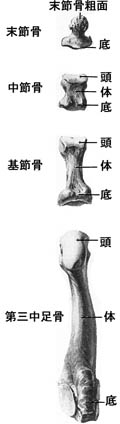 anatomy1c4-5-9.jpg (11077 バイト)