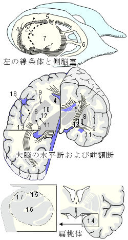 cerebrum8b.png (30594 バイト)