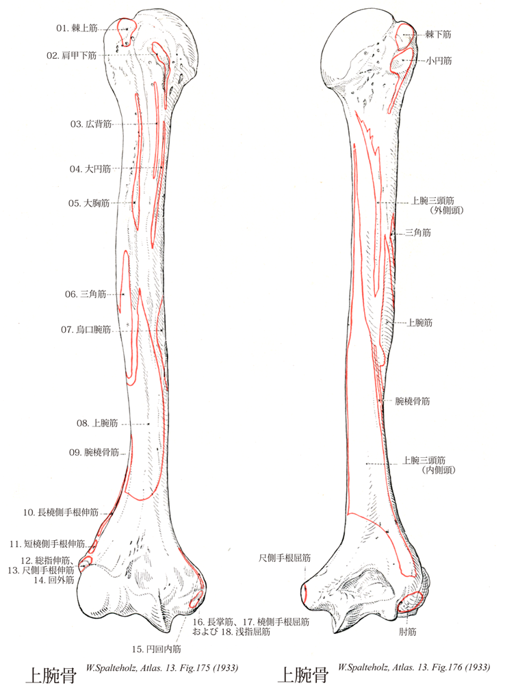 Terminologia Anatomica Ta に基づく解剖学
