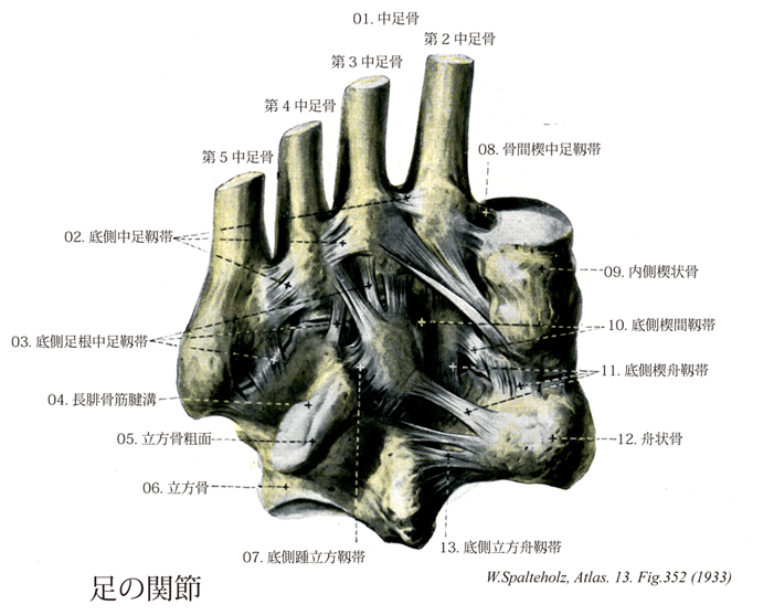 骨 内側 楔状 足の横アーチを構成する「楔状骨」(cuneiforme)