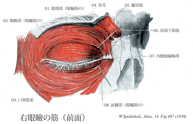 「眼輪筋 解剖」の画像検索結果