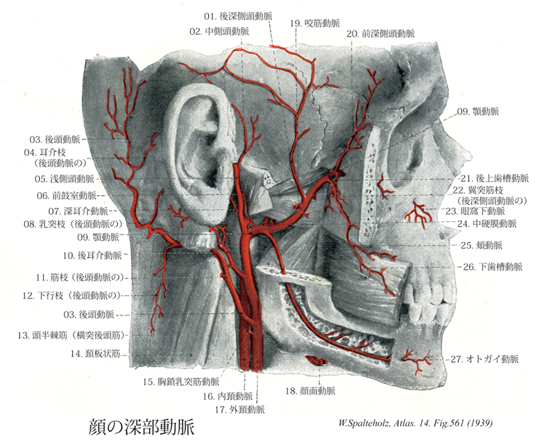 浅側頭動脈前耳介枝